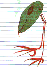 birds.
