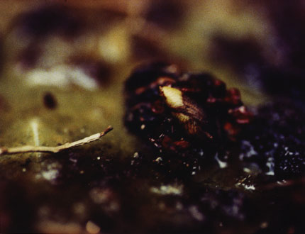 Jennifer Fiore, Photographs