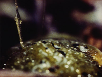 Jennifer Fiore, Photographs